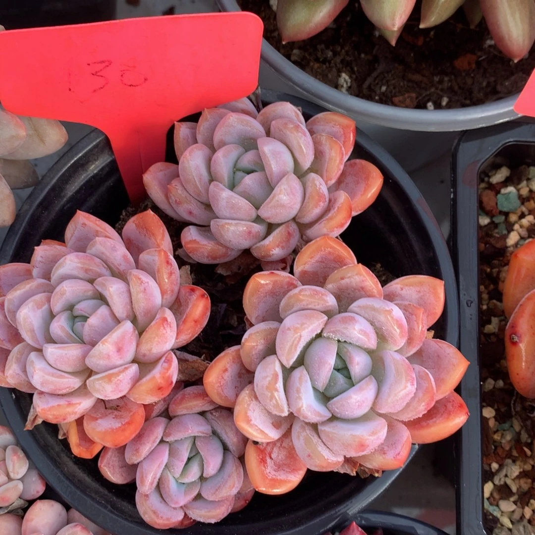 粉冰玉72727727272727