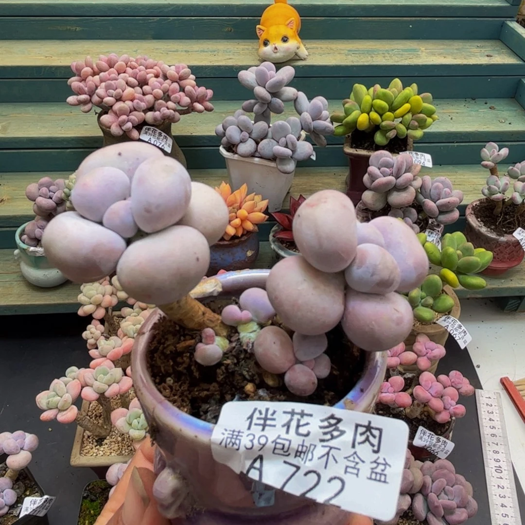 722芭比奶酪6cm多肉