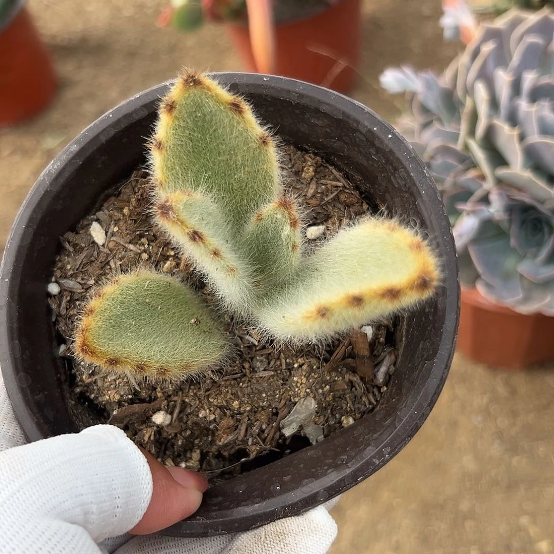 多肉植物闪光兔单头