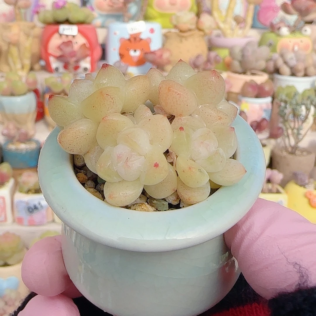 奶油冰玉 盆口3cm