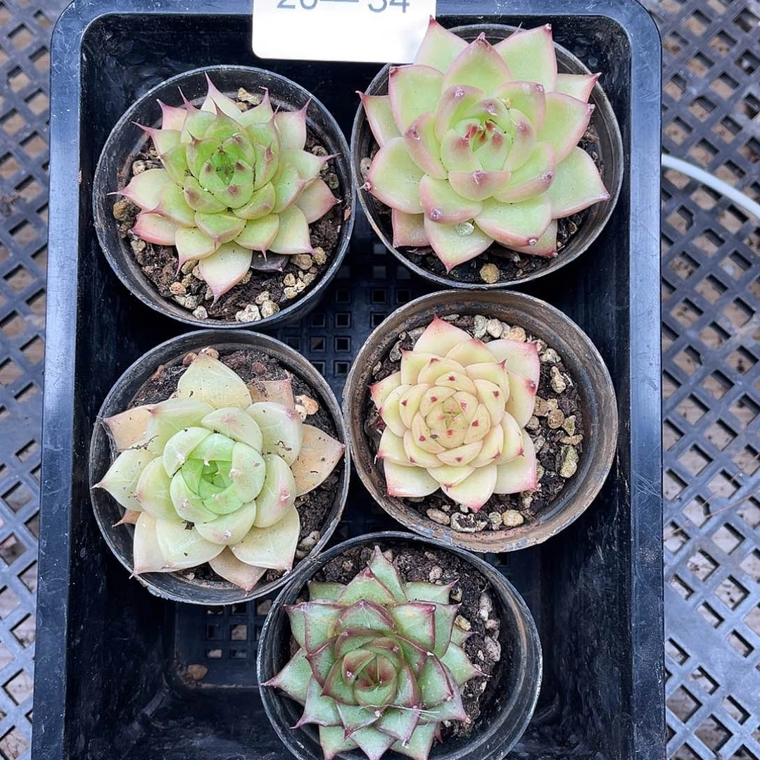 小***欢多肉一物一拍20-34