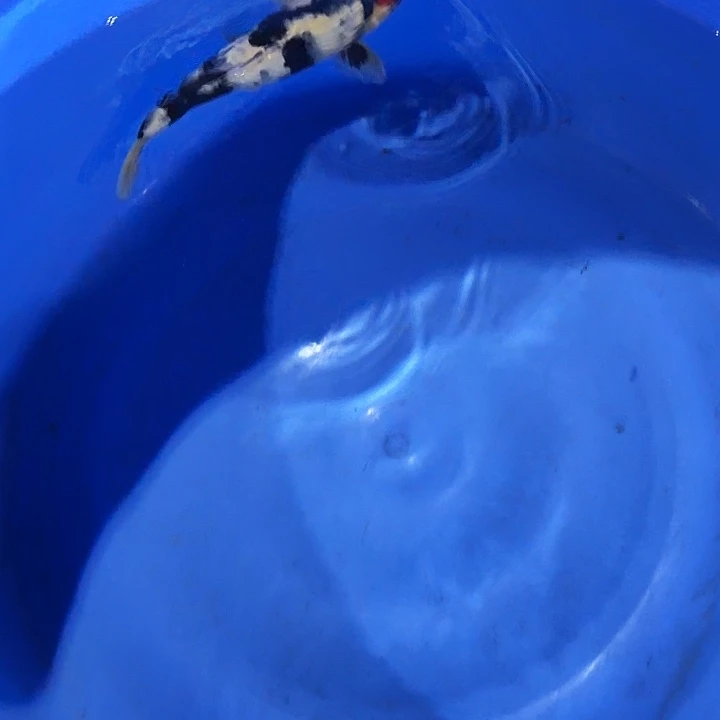 海水鱼昭和专拍链接