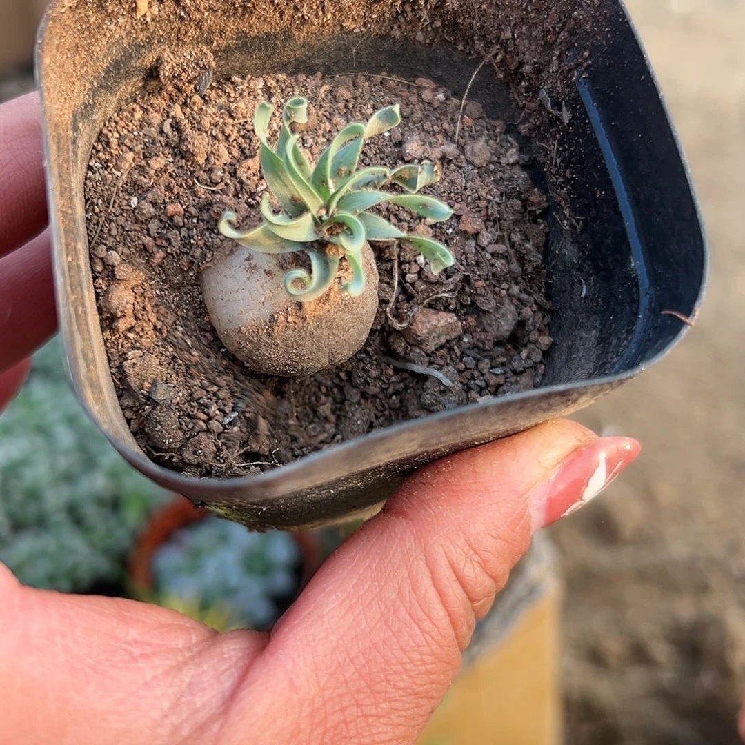 多肉植物宽叶贵妃弹