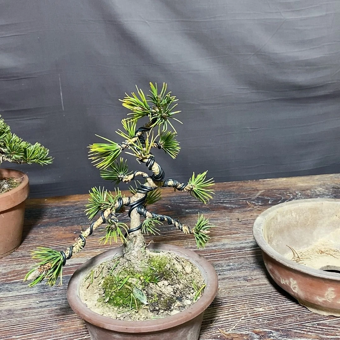 无花朵盆景111111111