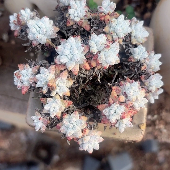 仙女杯多肉植物盆栽