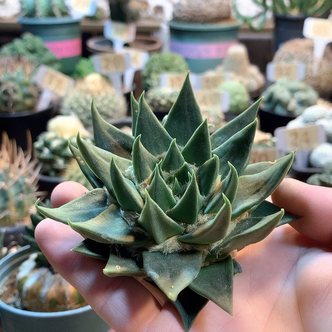 龙芽牡丹