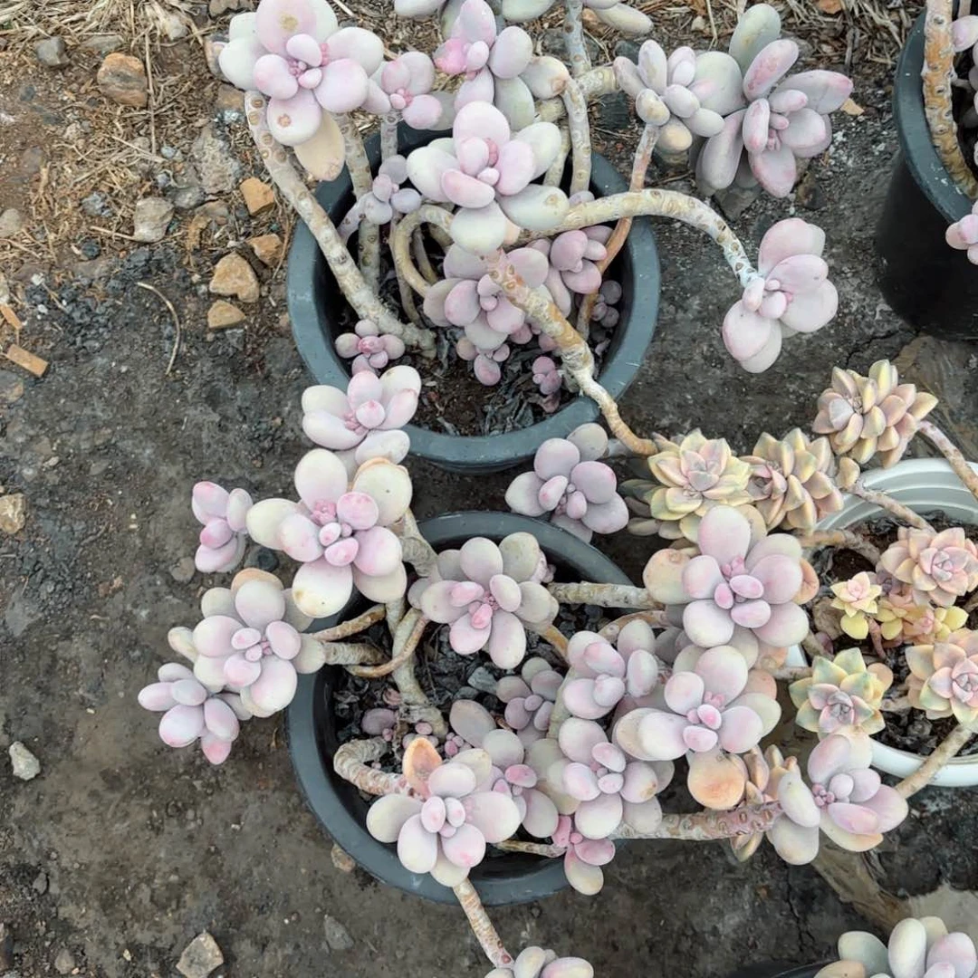 义**娘桃蛋2颗7-80。