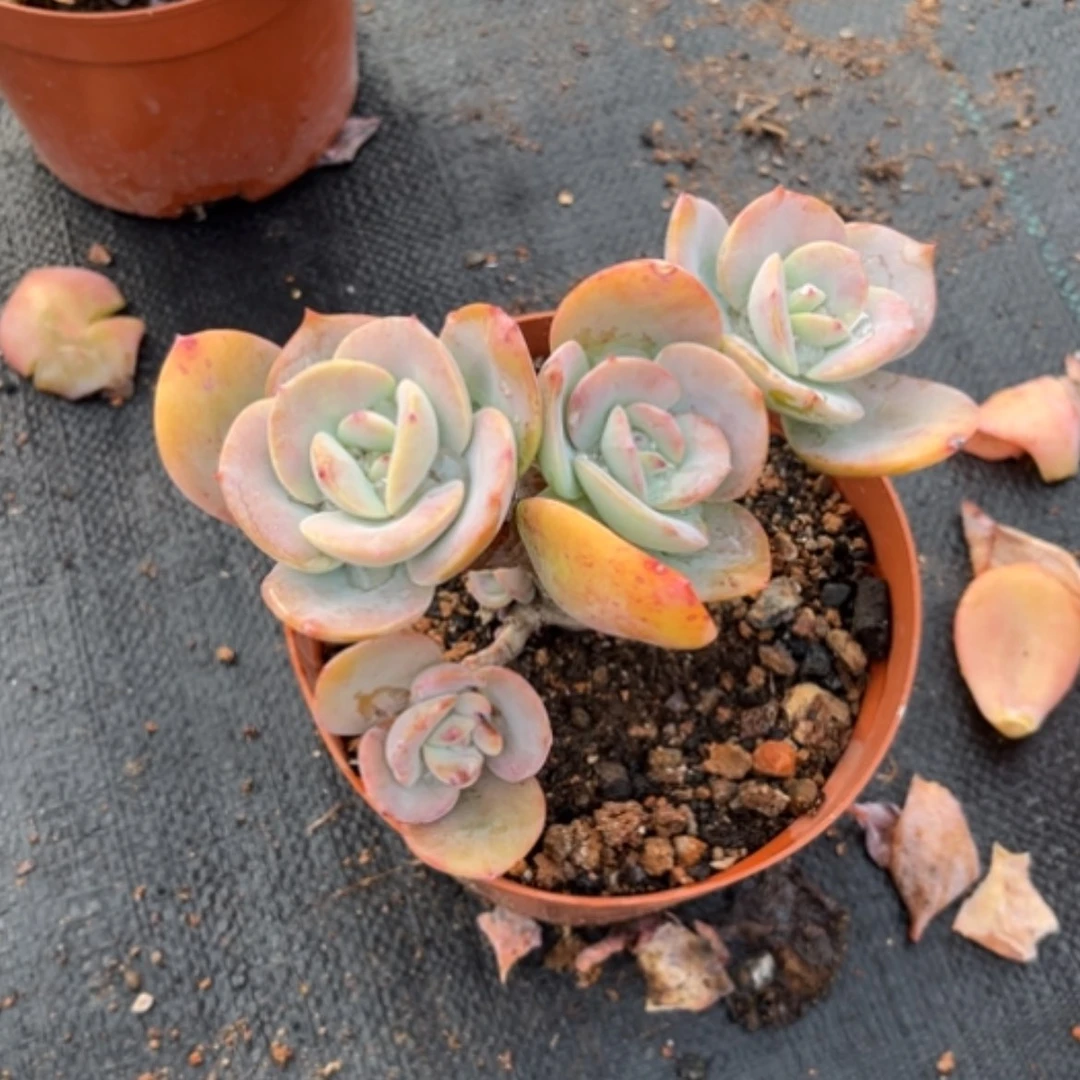 【闪购商品】大**风白凤