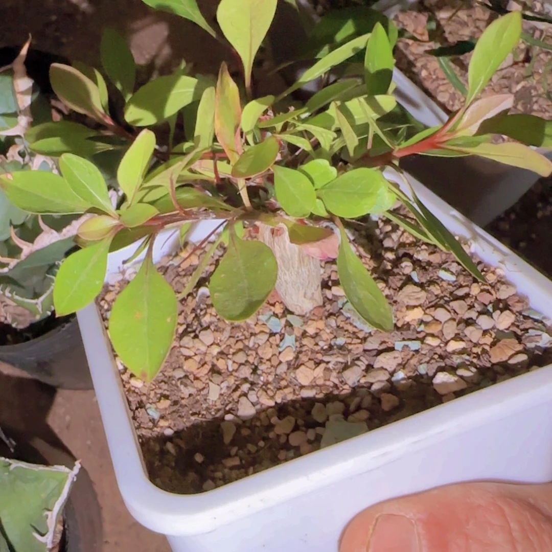 F***绘块根植物块根植物