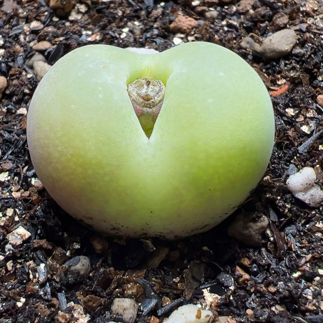 185多肉植物种类多样