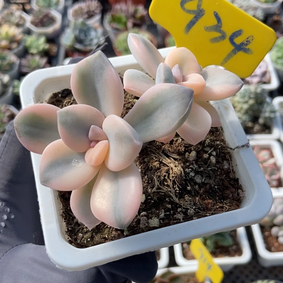 934紫乐锦多肉植物