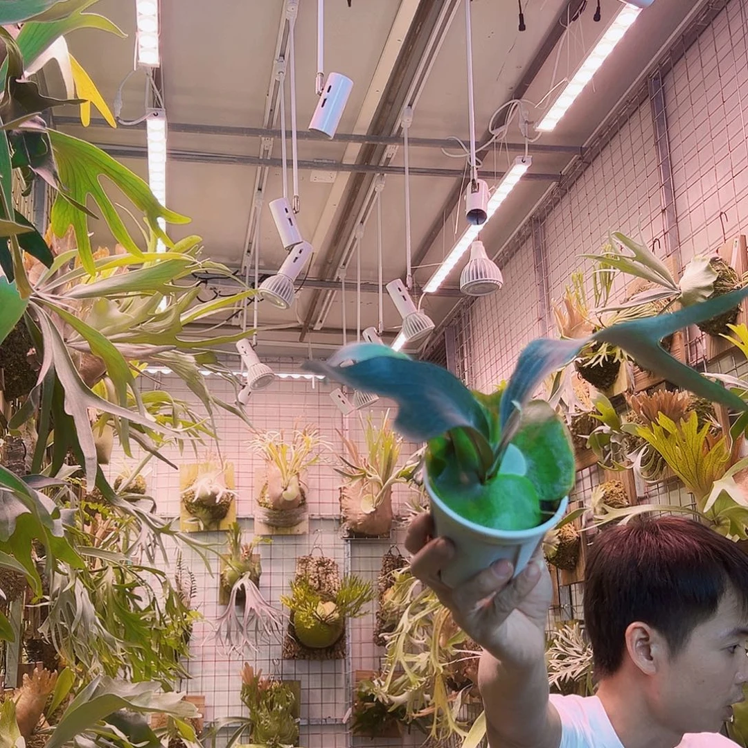 无花朵保罗伟士牌侧牙a055