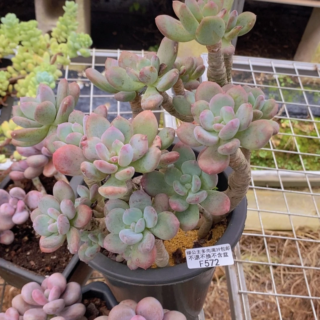 灰姑娘老桩16cm572多肉植物