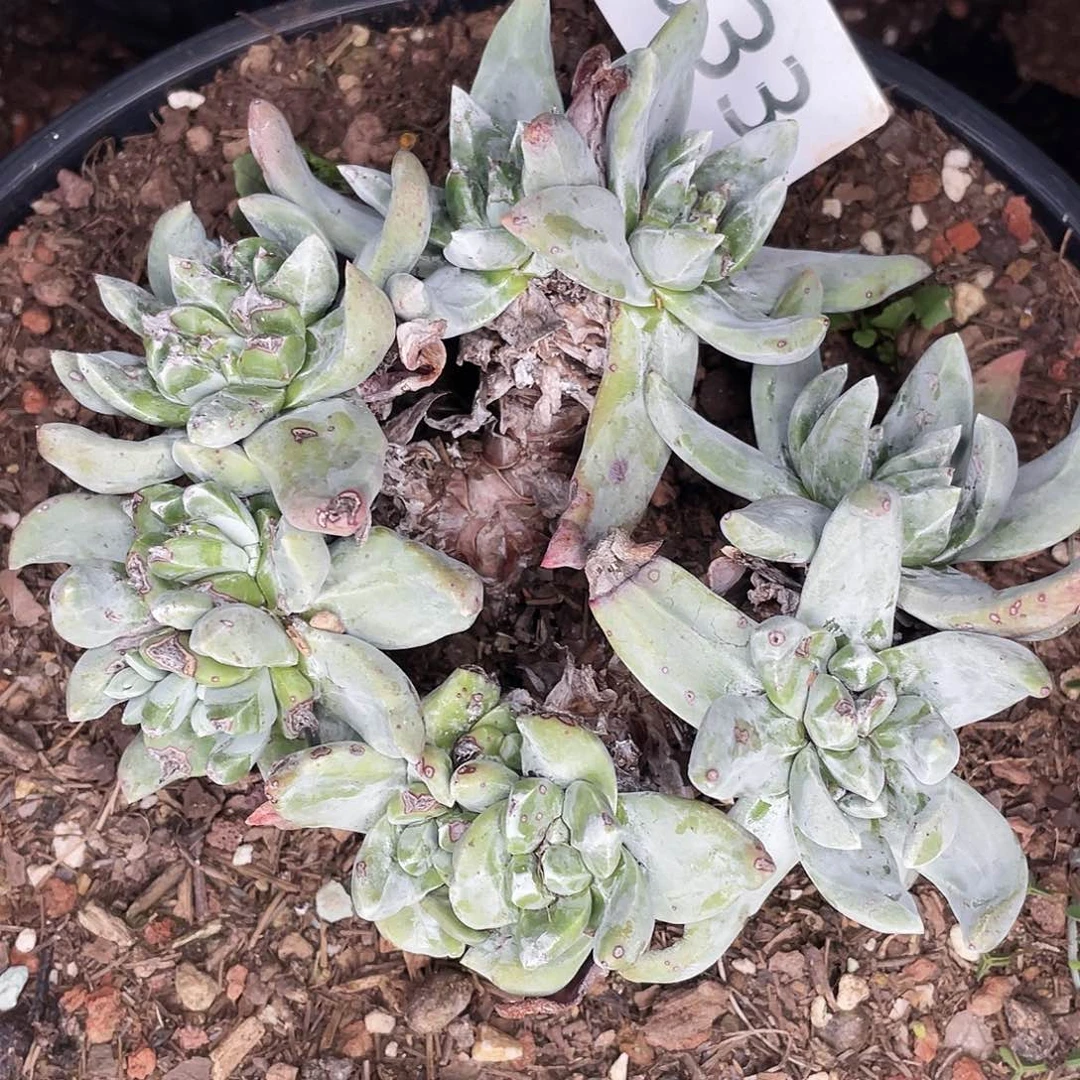 高****2拇指杂交多头老桩8633