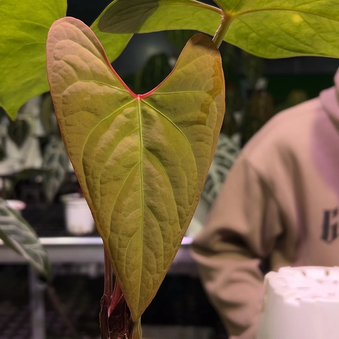 完全开放原种蝠鲼