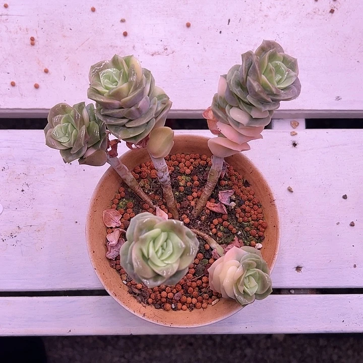 可爱玫瑰群多肉植物