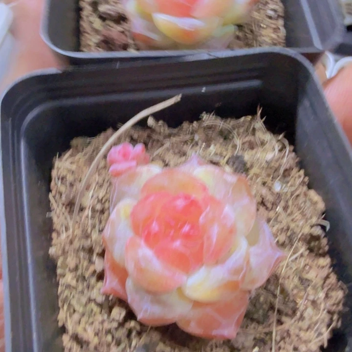 梅花珍妮王炸一颗