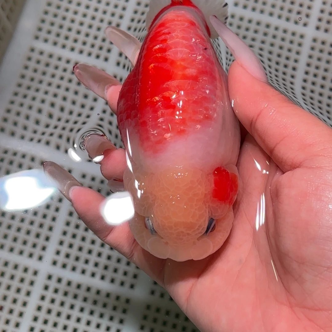 糊***涂金鱼拍包装包邮不拍包装运费到付