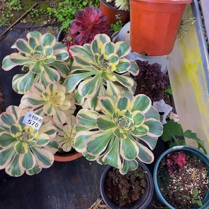 用****6570多肉法师锦1111