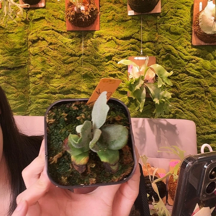 不开花植物劳拉孢子苗