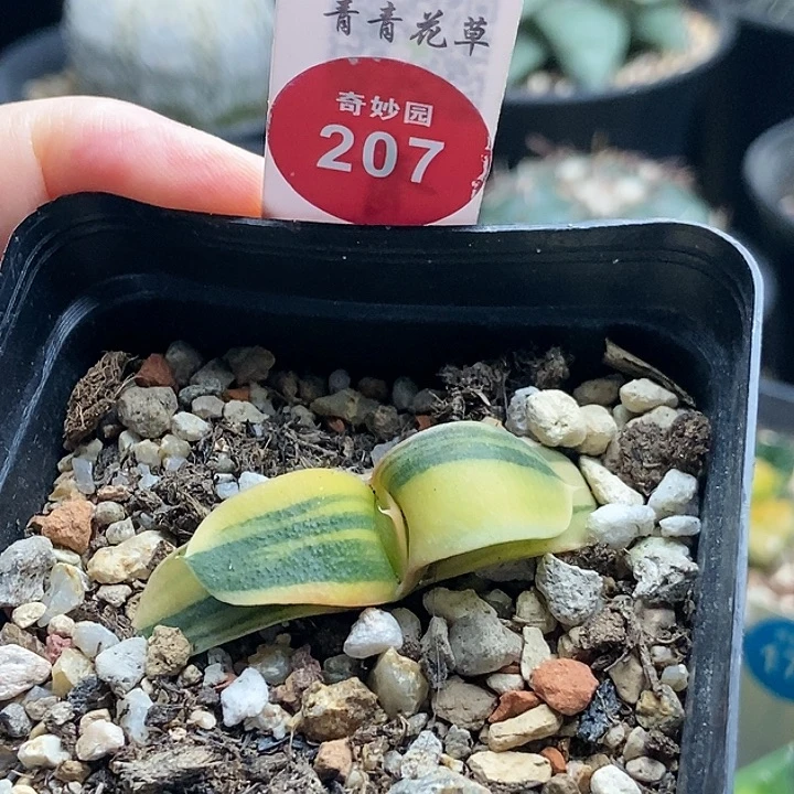 军佩卧牛锦一颗3688