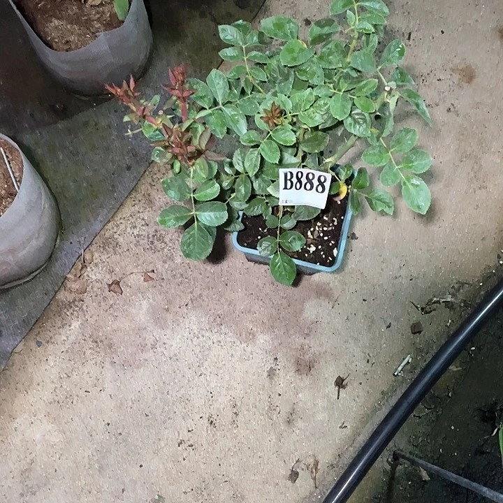 无花朵浮翠流丹888号