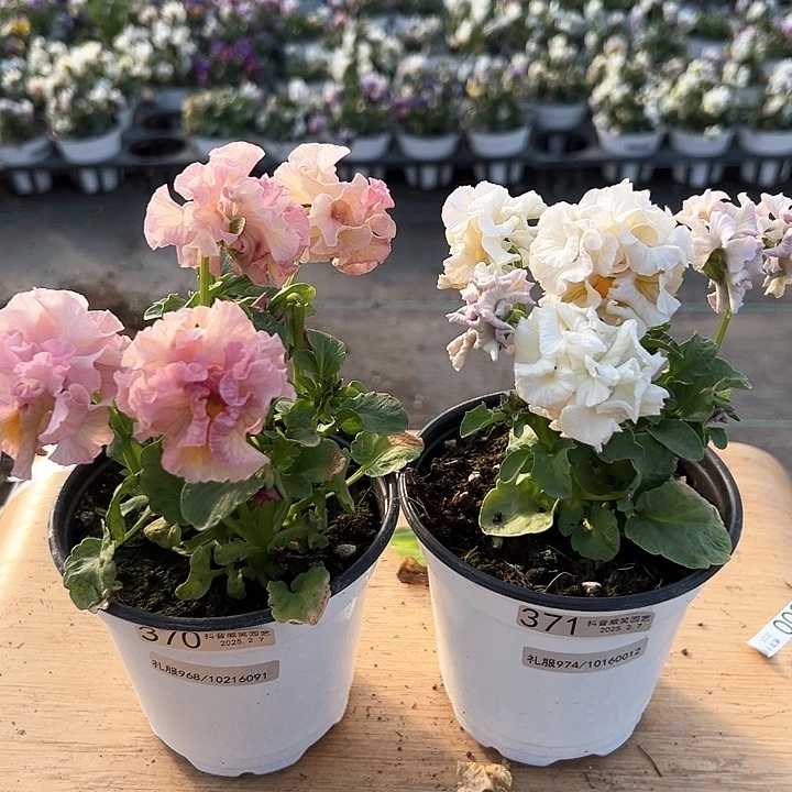 水晶抖音直播闪拍370-471