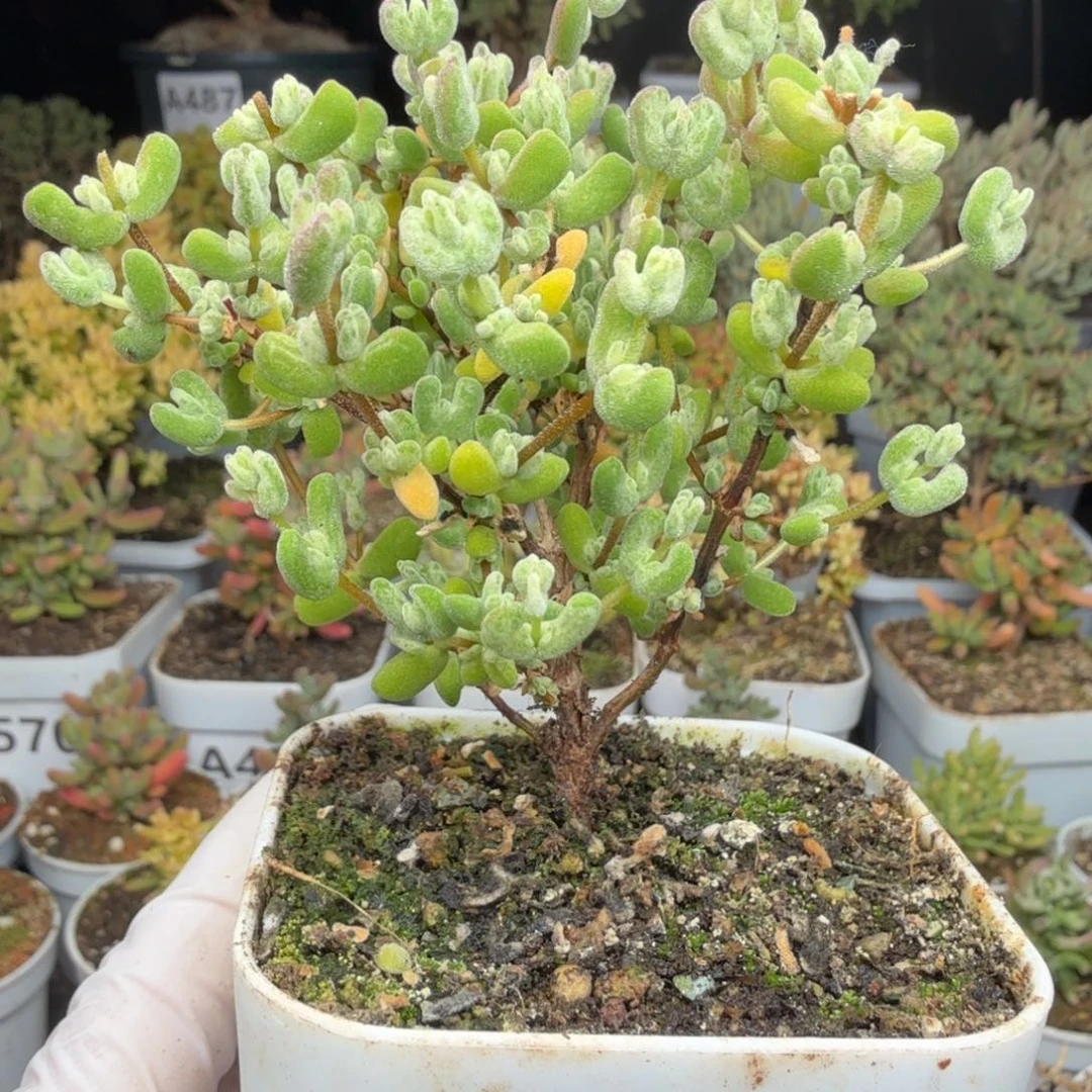 A580月曲枝干一物一拍