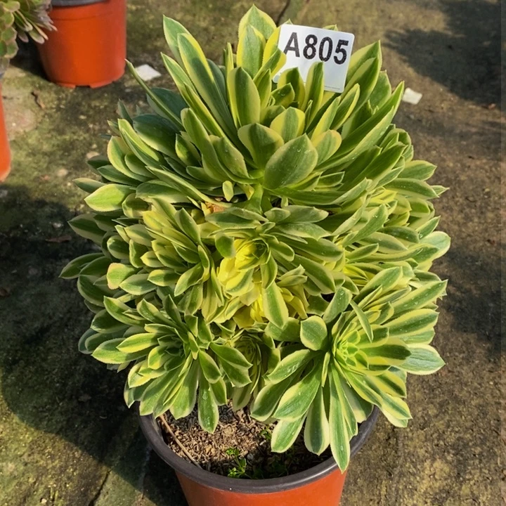 碧玉多肉植物805