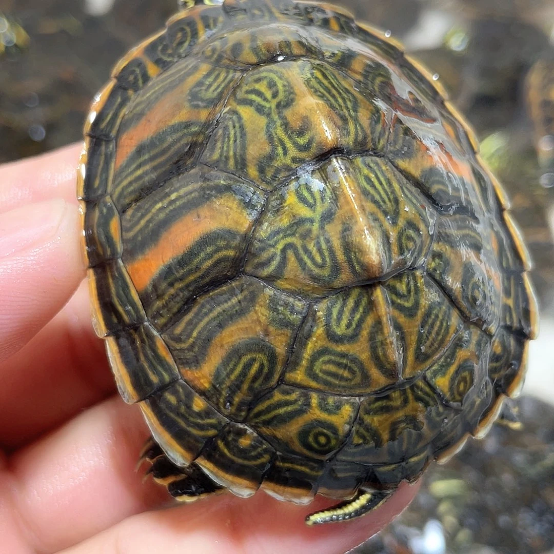 宠物龟不分公母火焰