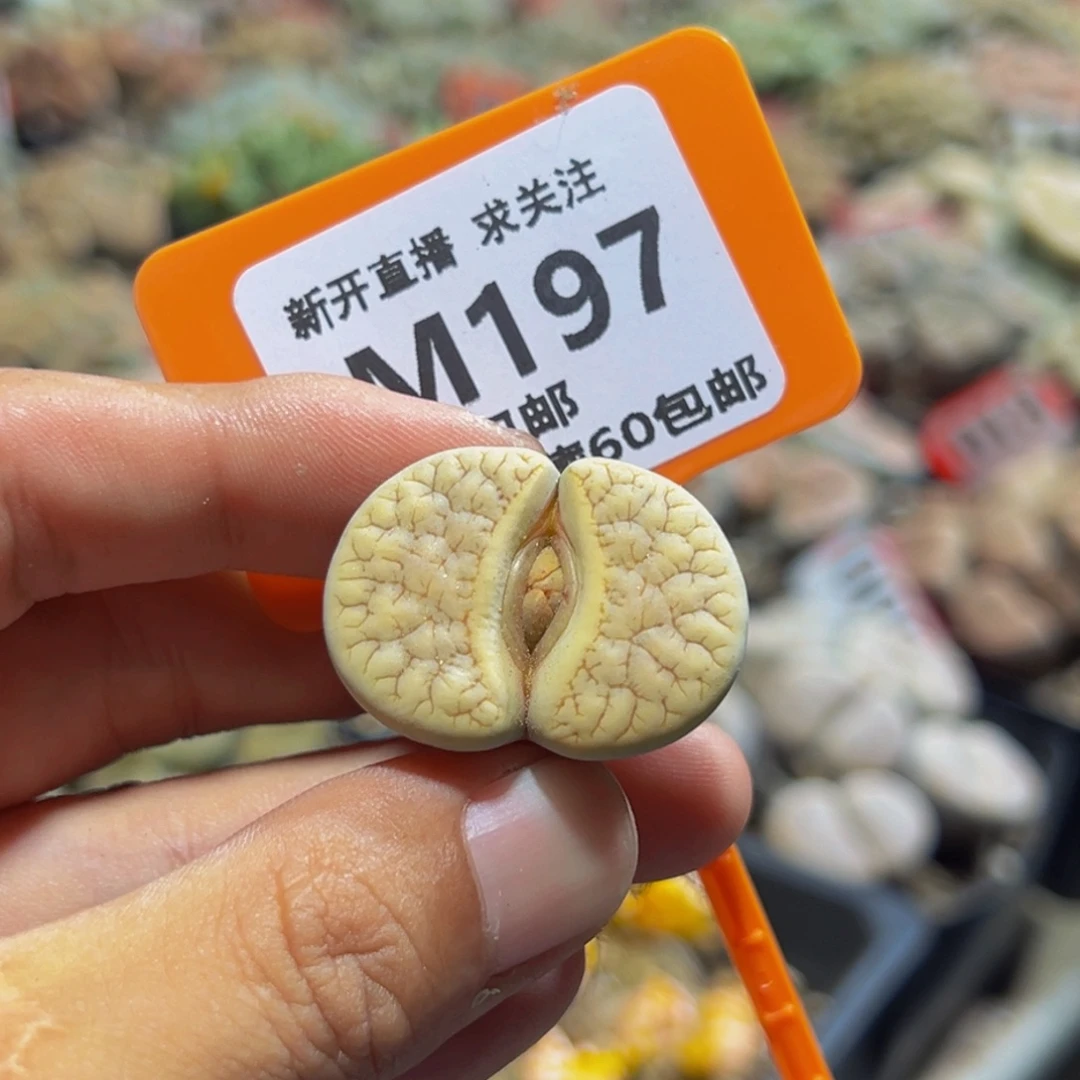 197 一物一拍，默认有伤，介意勿拍，不退不换