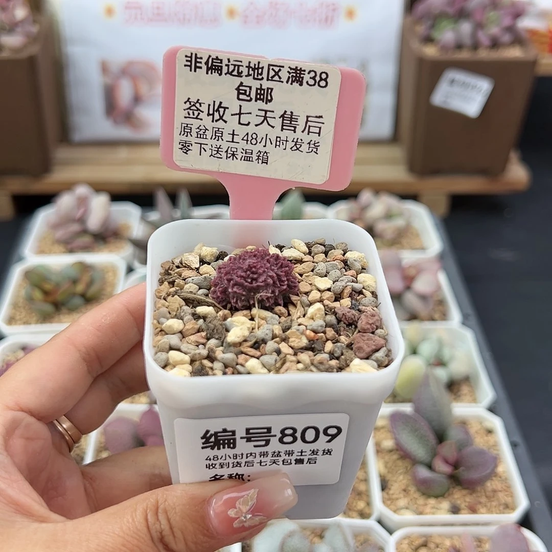 ?****果809狮子头多肉植物