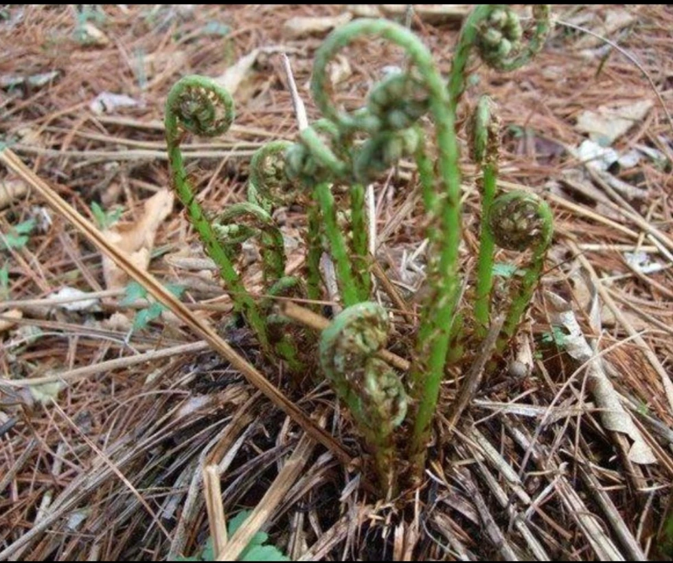 东北特色猴子腿菜口感独特