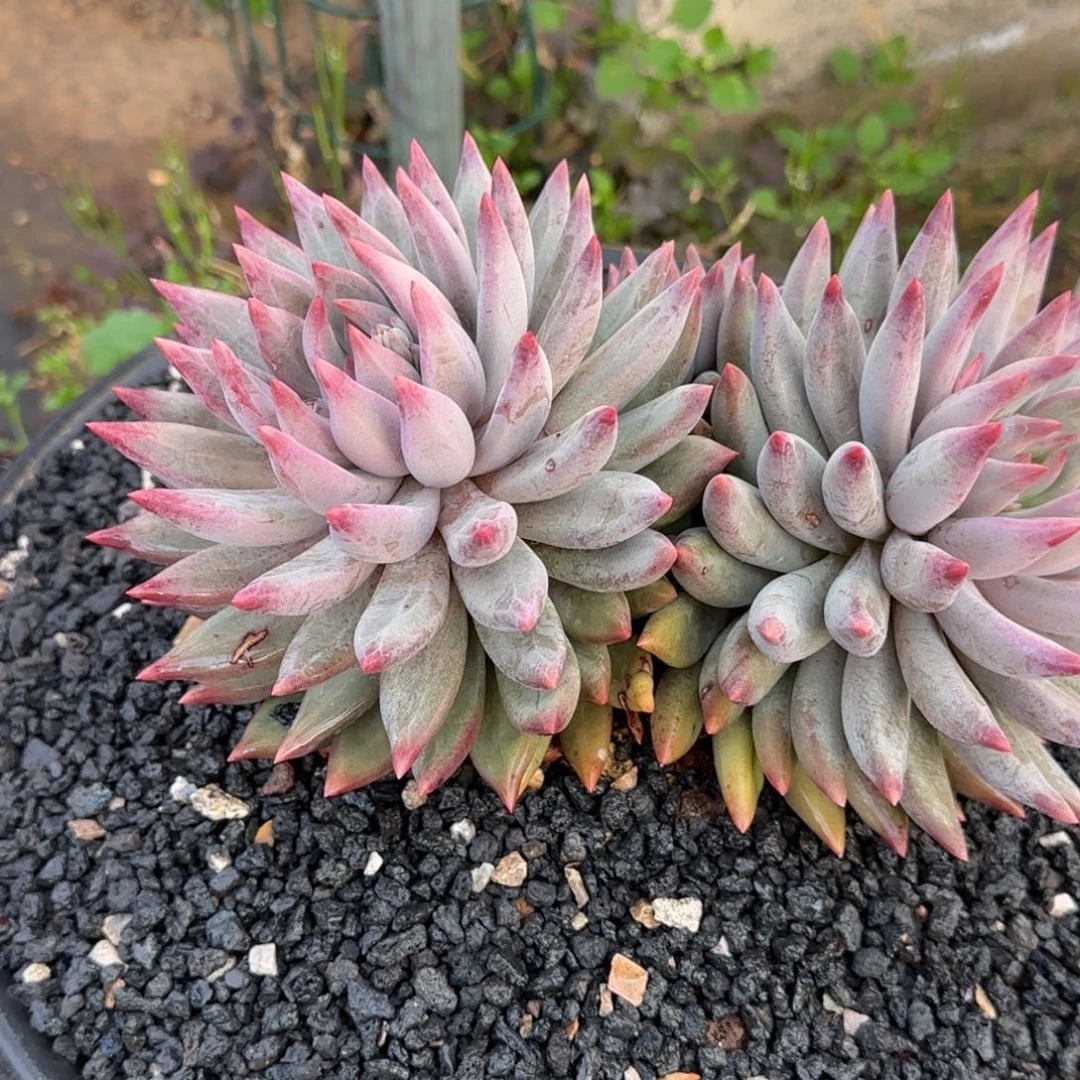 *****多肉植物多肉植物