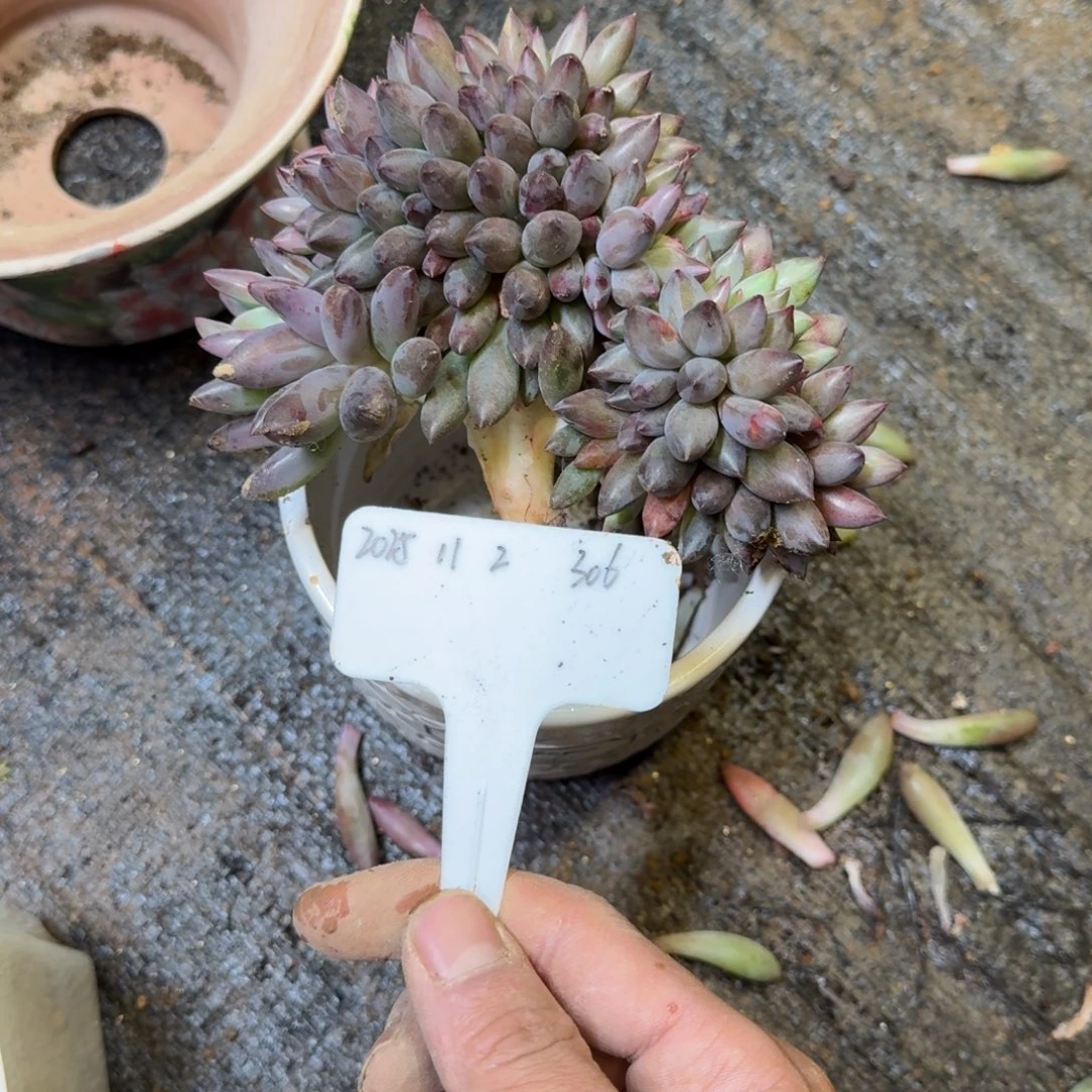 一物一拍胖体虞美人缀化306
