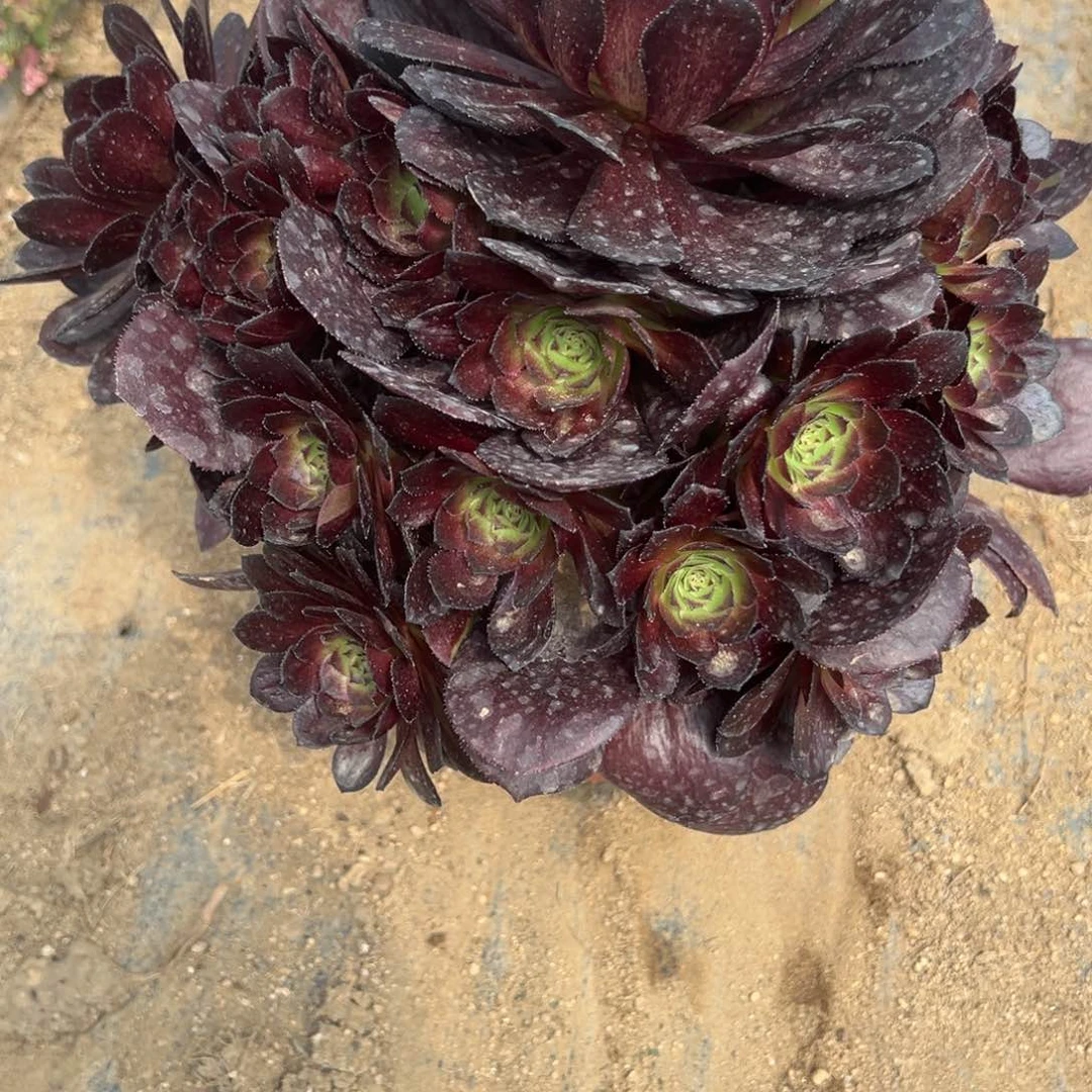 249黑寡妇多肉植物紫