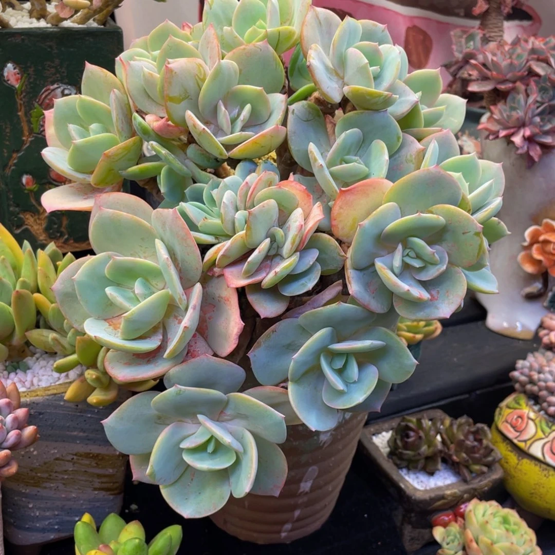 (***)多肉植物盆栽多肉