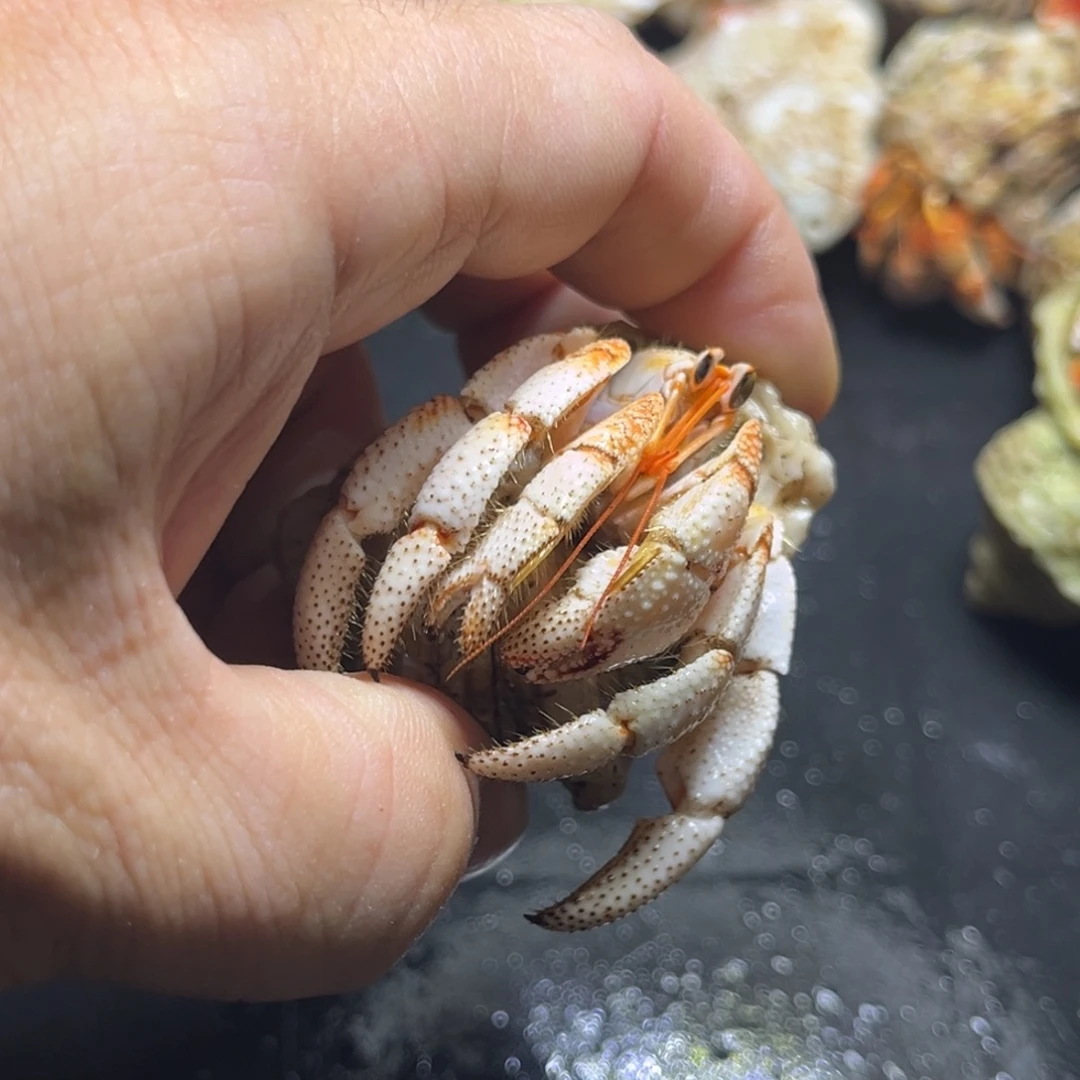 伟***s毛球2.3口径大小眼特价