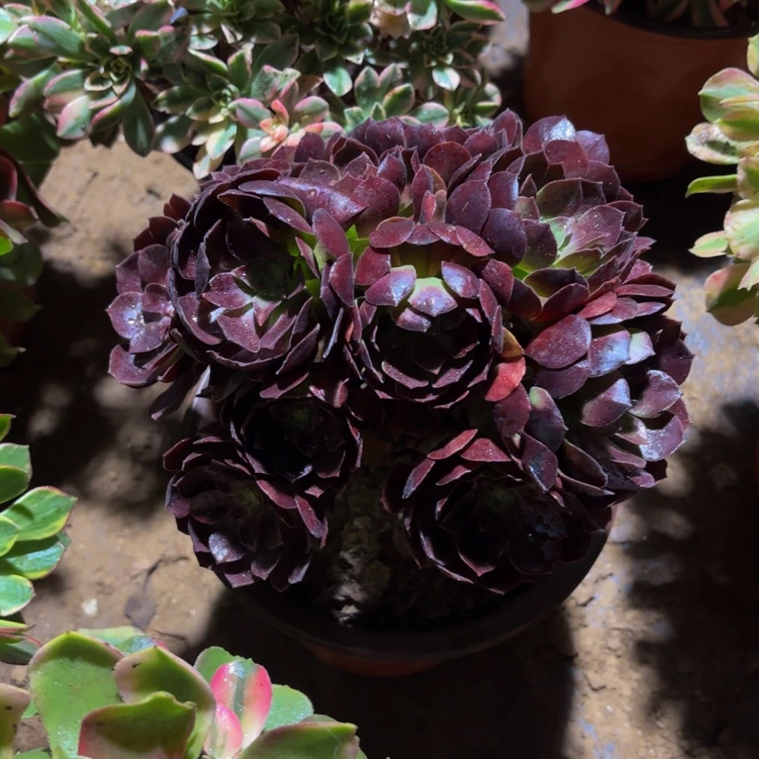 黑玫瑰绣球9.9木质老桩