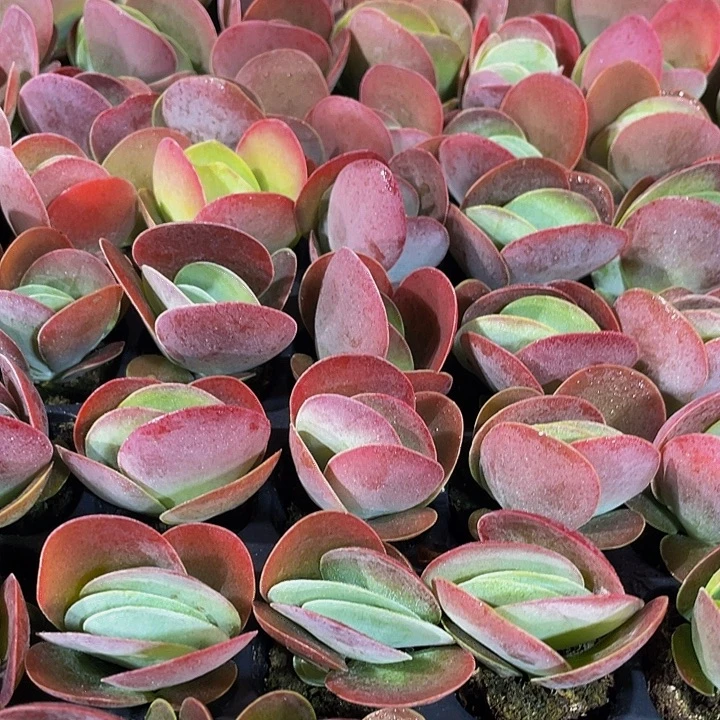 小唐印1元带土发货