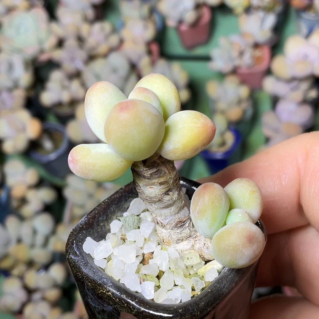 早*多肉植物的生长发育与生长发育