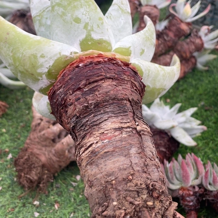 韩版精控宽布粗桩