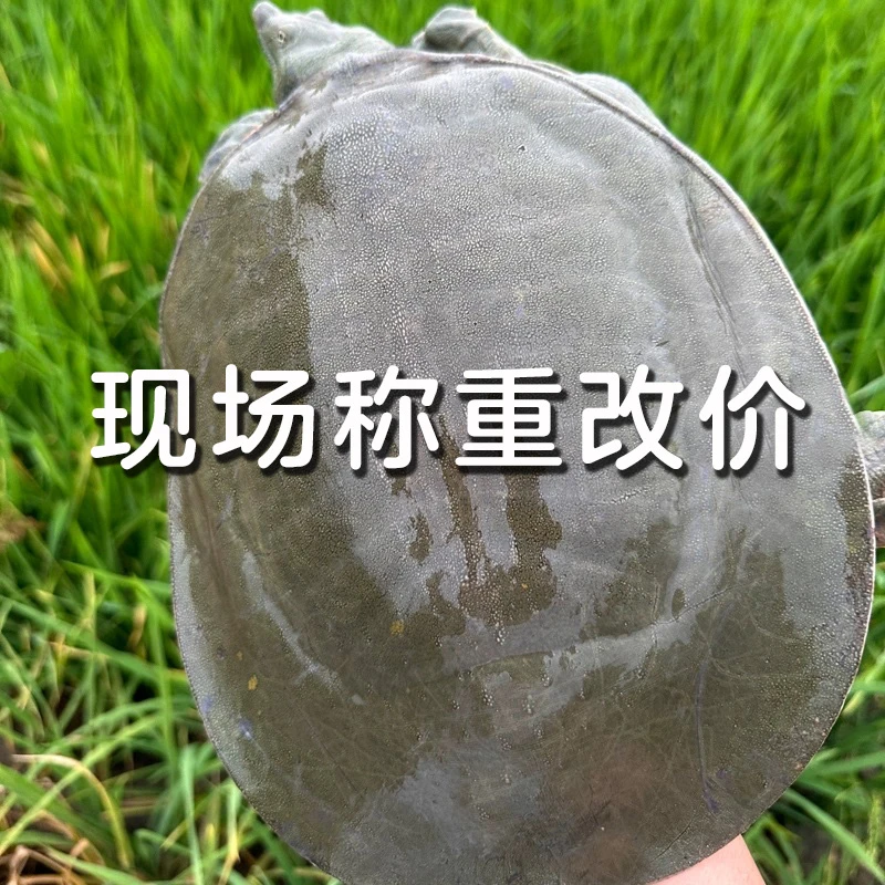 【直播间现挑改价】生态老甲鱼鲜活甲鱼中华鳖野养王八老水鱼团鱼