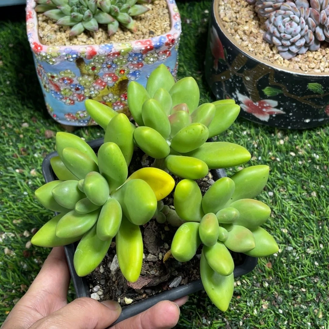 正版芒果奶多肉植物