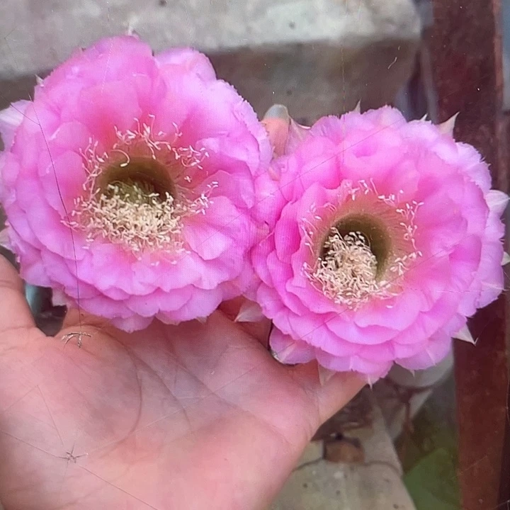 嘟19号秀蒲嫁接7公分以上福利