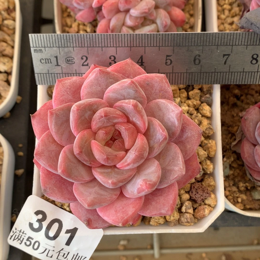 301。秘境粉魄。母本。