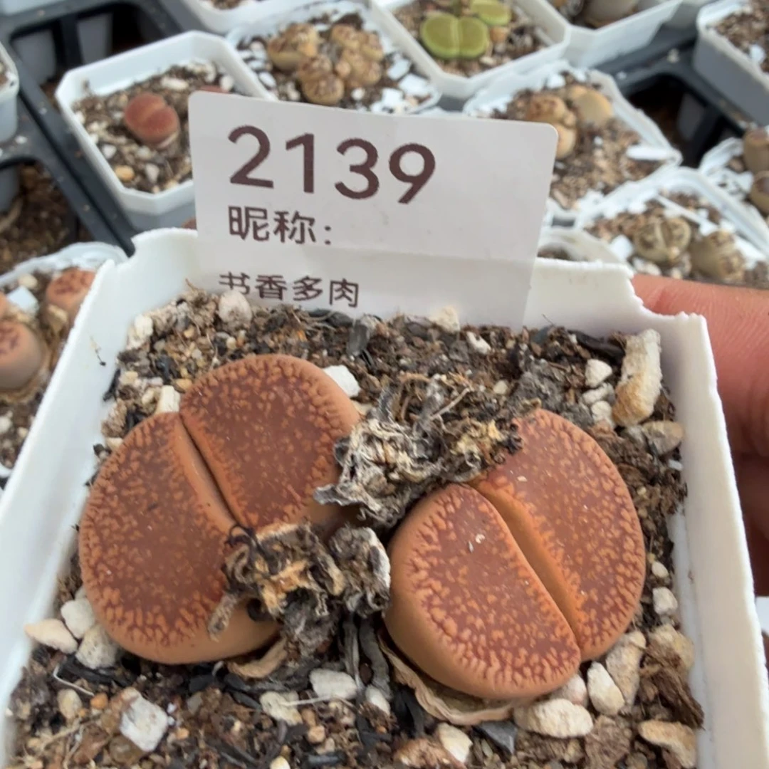 小***朵多肉植物多肉植物