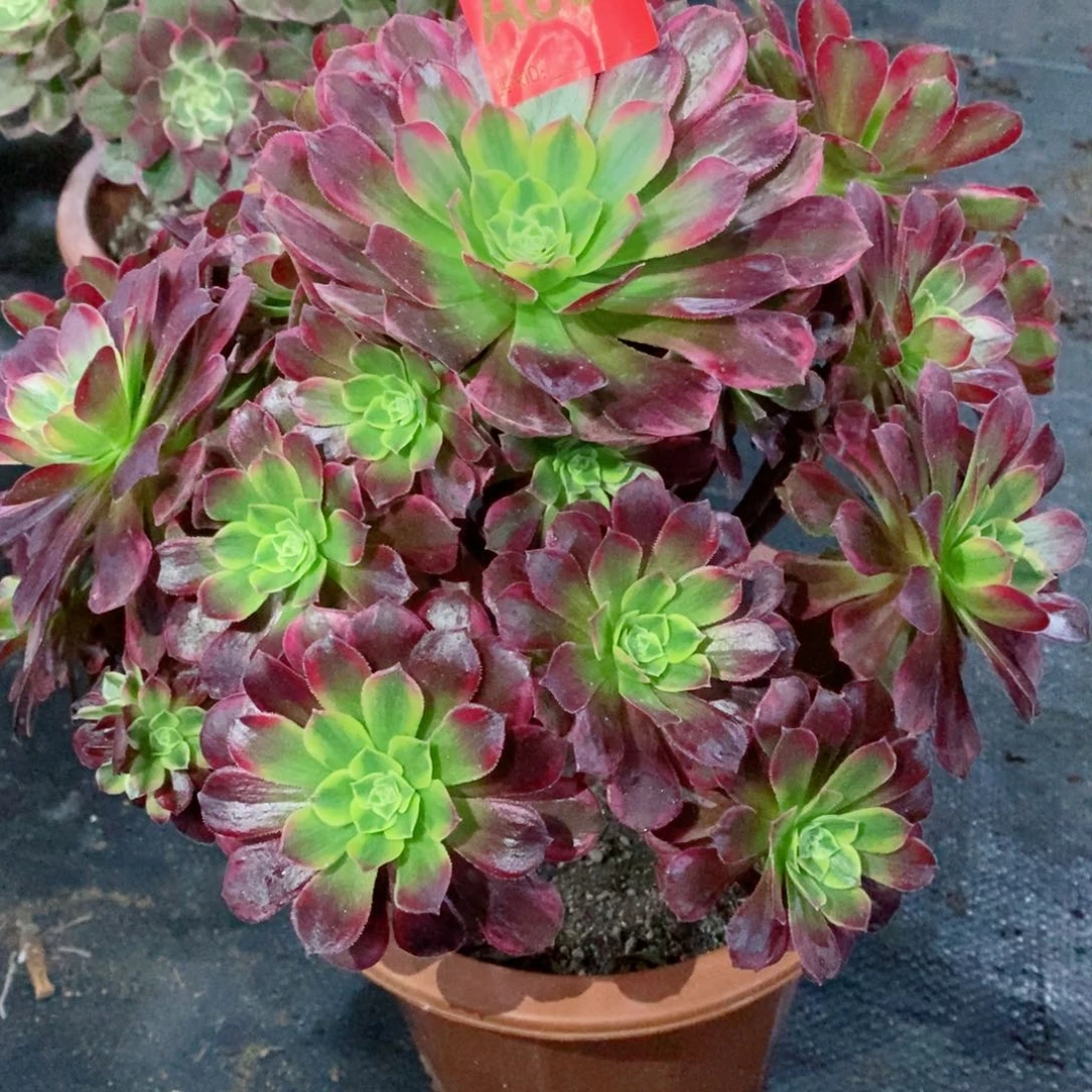 安娜862多肉11111