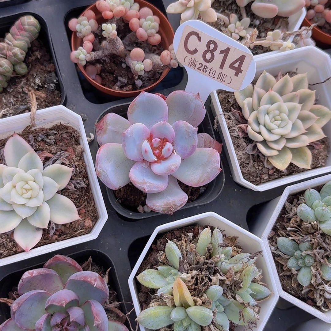 C814雪天使一物一拍