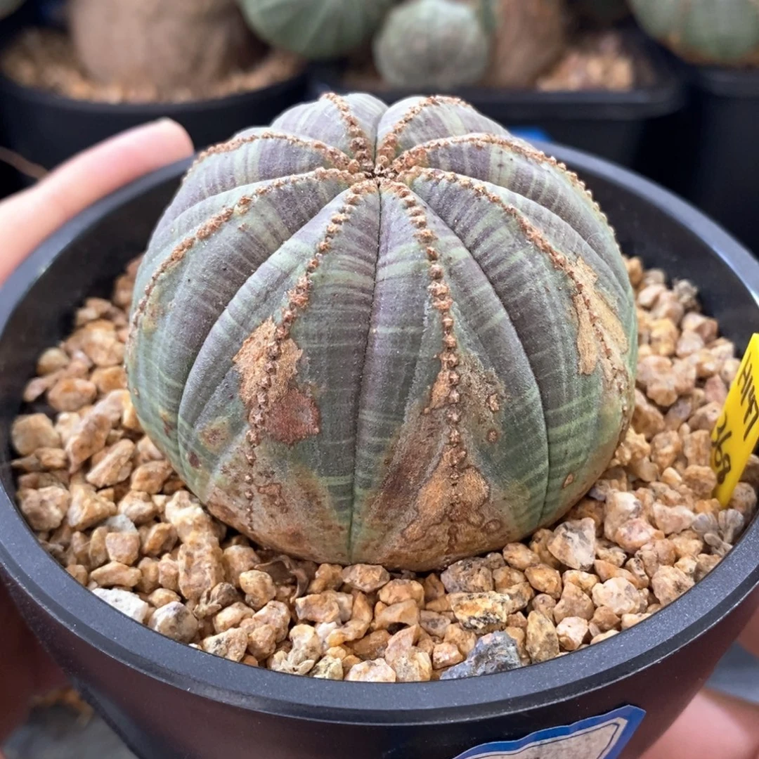 33 欧系实生布纹球多肉植物